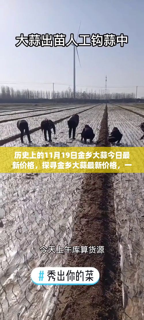 历史上的11月19日金乡大蒜市场动态及今日最新价格揭秘