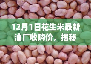 揭秘，最新花生米油厂收购价及市场趋势分析（12月1日）