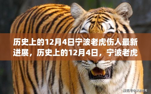宁波老虎伤人事件最新进展回顾，历史上的12月4日回顾与更新