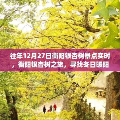 衡阳银杏冬日之旅，寻找暖阳下的宁静与生机