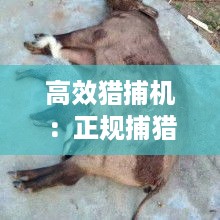 高效猎捕机：正规捕猎机 