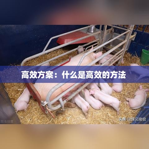 高效方案：什么是高效的方法 