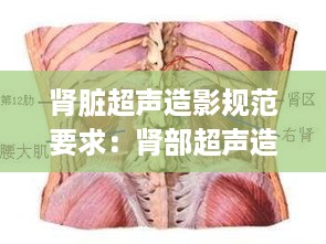 肾脏超声造影规范要求：肾部超声造影检查怎么做疼不疼 