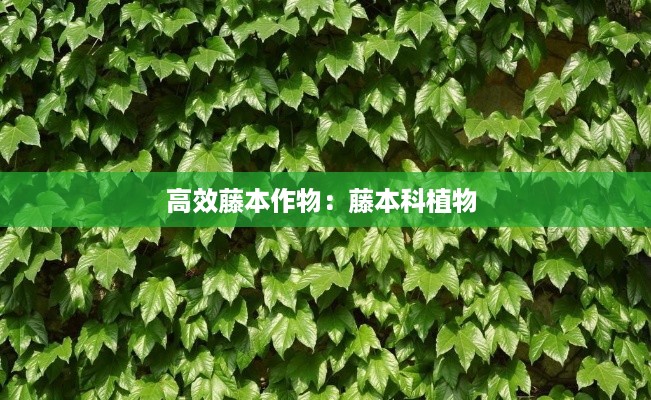 高效藤本作物：藤本科植物 