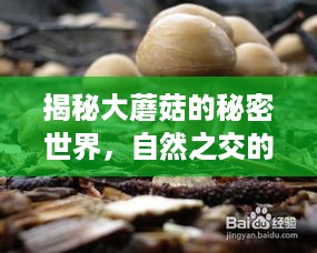 揭秘大蘑菇的秘密世界，自然之交的韵律奥秘