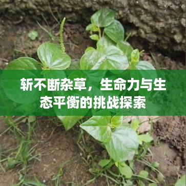 斩不断杂草，生命力与生态平衡的挑战探索