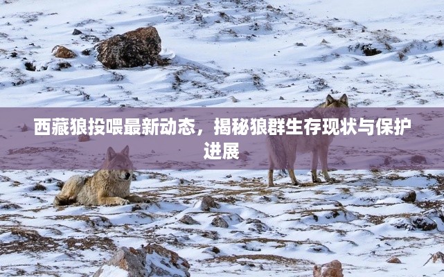 西藏狼投喂最新动态，揭秘狼群生存现状与保护进展