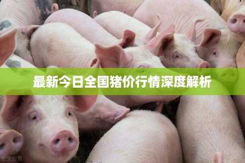 最新今日全国猪价行情深度解析
