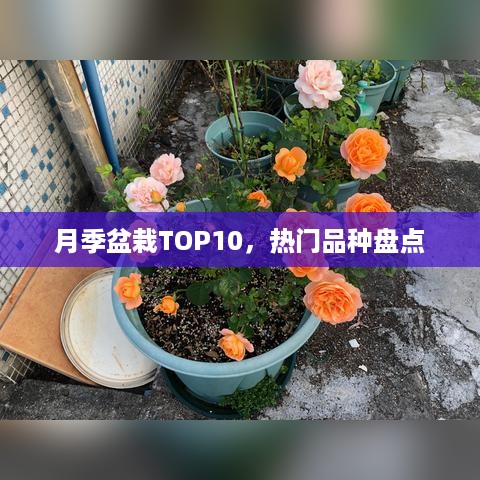 guangmingleiluo 第2页