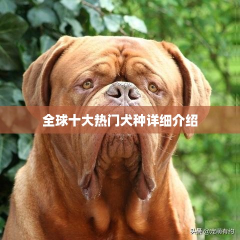 全球十大热门犬种详细介绍