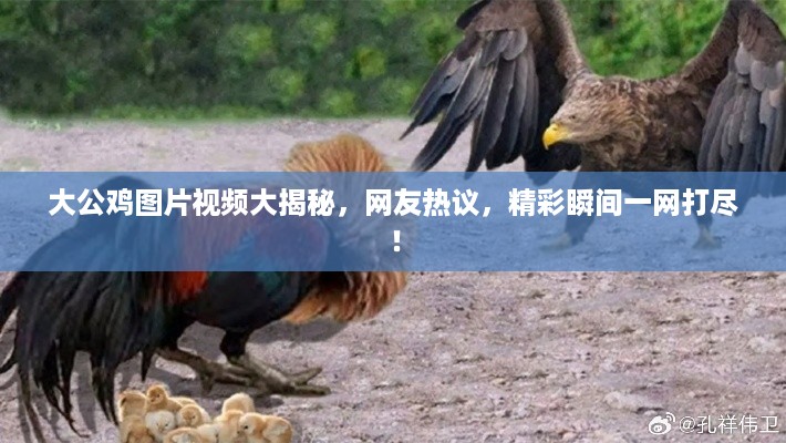 大公鸡图片视频大揭秘，网友热议，精彩瞬间一网打尽！