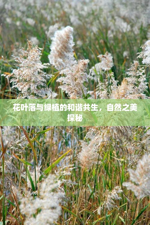 花叶落与绿植的和谐共生，自然之美探秘
