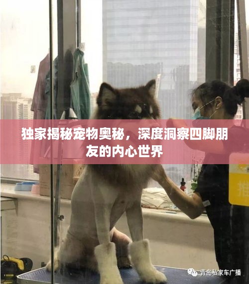 独家揭秘宠物奥秘，深度洞察四脚朋友的内心世界