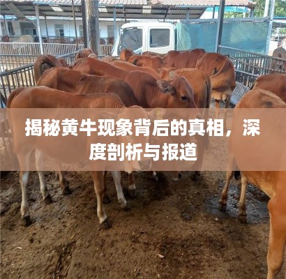 揭秘黄牛现象背后的真相，深度剖析与报道