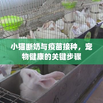 小猫断奶与疫苗接种，宠物健康的关键步骤