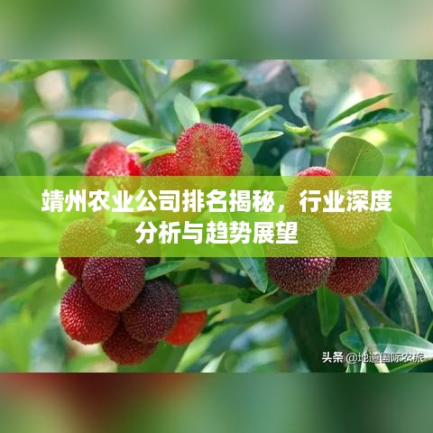 靖州农业公司排名揭秘，行业深度分析与趋势展望