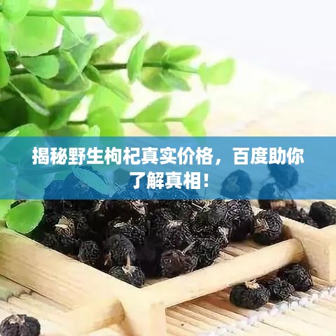 揭秘野生枸杞真实价格，百度助你了解真相！