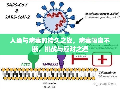 人类与病毒的持久之战，病毒隔离不断，挑战与应对之道