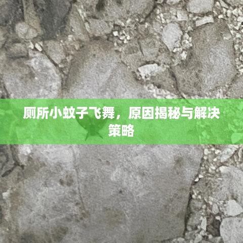厕所小蚊子飞舞，原因揭秘与解决策略