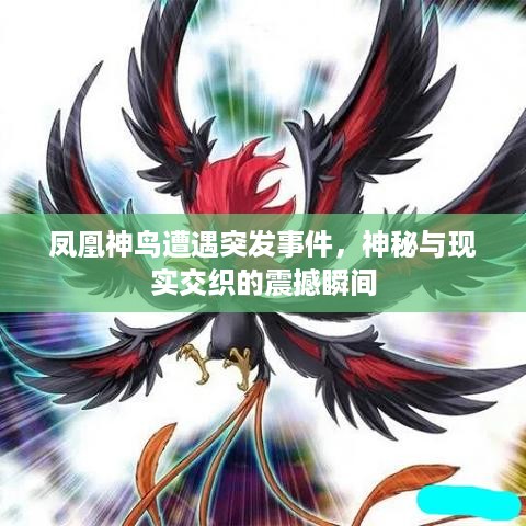 凤凰神鸟遭遇突发事件，神秘与现实交织的震撼瞬间