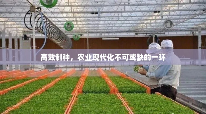 高效制种，农业现代化不可或缺的一环