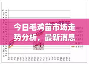 今日毛鸡苗市场走势分析，最新消息与未来展望