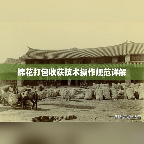 棉花打包收获技术操作规范详解
