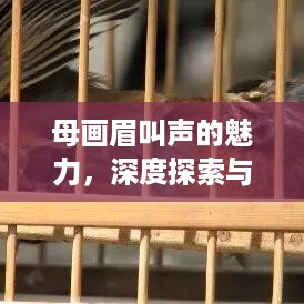 母画眉叫声的魅力，深度探索与解析