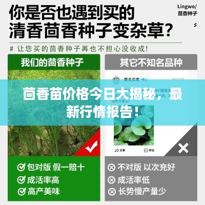茴香苗价格今日大揭秘，最新行情报告！