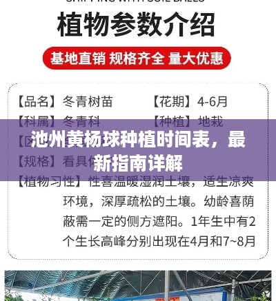 池州黄杨球种植时间表，最新指南详解