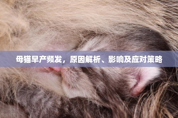 母猫早产频发，原因解析、影响及应对策略