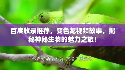 百度收录推荐，变色龙视频故事，揭秘神秘生物的魅力之旅！