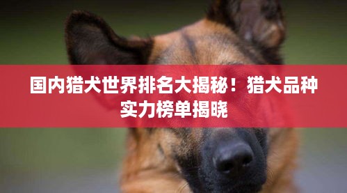 国内猎犬世界排名大揭秘！猎犬品种实力榜单揭晓