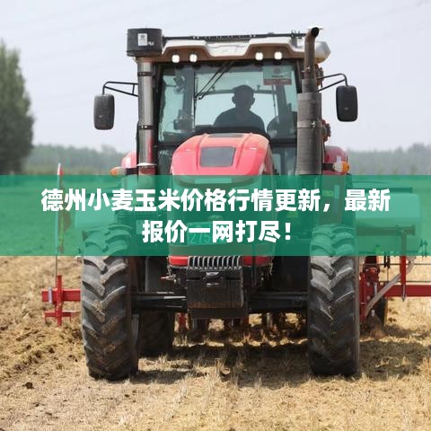 德州小麦玉米价格行情更新，最新报价一网打尽！