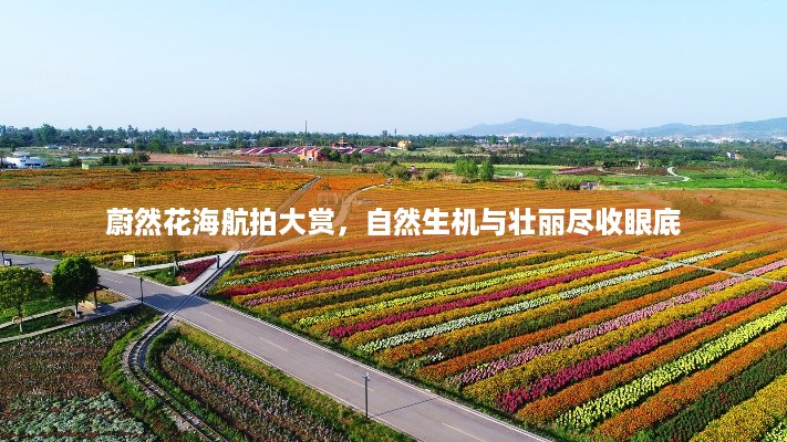 蔚然花海航拍大赏，自然生机与壮丽尽收眼底