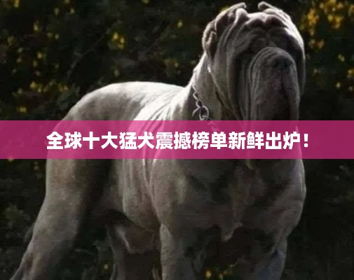 全球十大猛犬震撼榜单新鲜出炉！