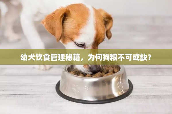 幼犬饮食管理秘籍，为何狗粮不可或缺？