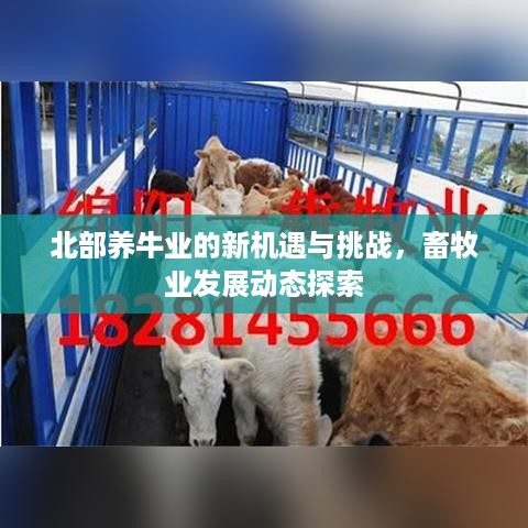 北部养牛业的新机遇与挑战，畜牧业发展动态探索