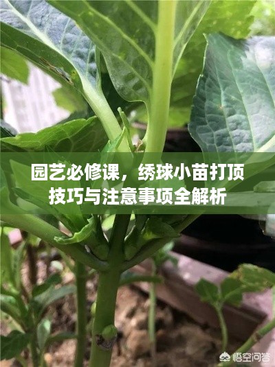 园艺必修课，绣球小苗打顶技巧与注意事项全解析