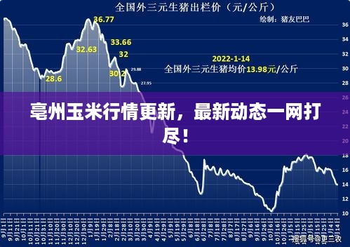 亳州玉米行情更新，最新动态一网打尽！
