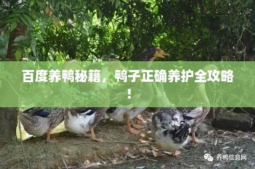 百度养鸭秘籍，鸭子正确养护全攻略！