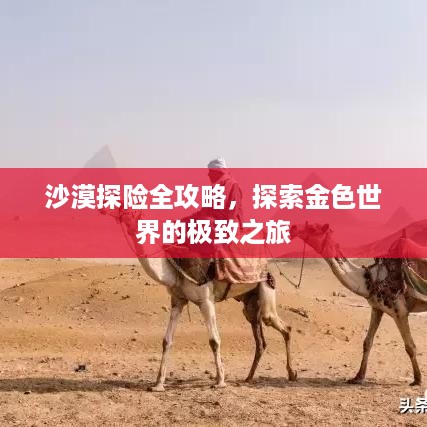 沙漠探险全攻略，探索金色世界的极致之旅