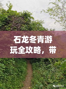 石龙冬青游玩全攻略，带你探索不可错过的景点！