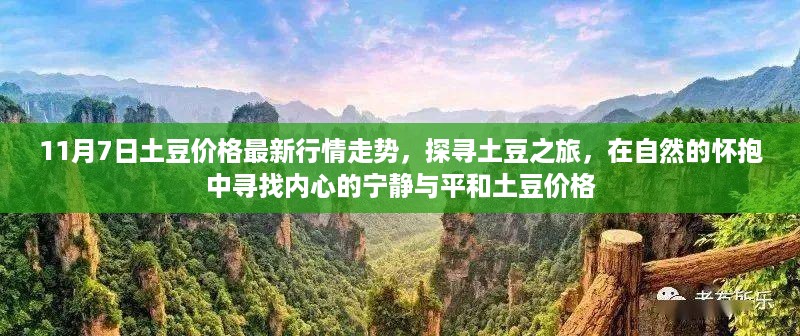 11月7日土豆价格行情及探寻土豆之旅,自然怀抱中的心境平和与价格动态