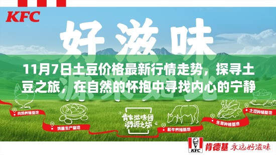 11月7日土豆价格行情及探寻土豆之旅,自然怀抱中的心境平和与价格动态