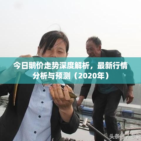 今日鹅价走势深度解析，最新行情分析与预测（2020年）