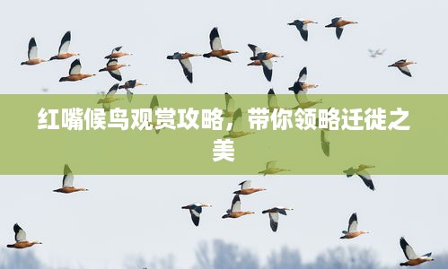 红嘴候鸟观赏攻略，带你领略迁徙之美