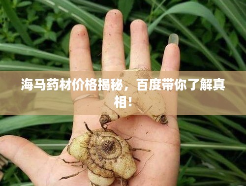 海马药材价格揭秘，百度带你了解真相！