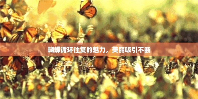 蝴蝶循环往复的魅力，美丽吸引不断